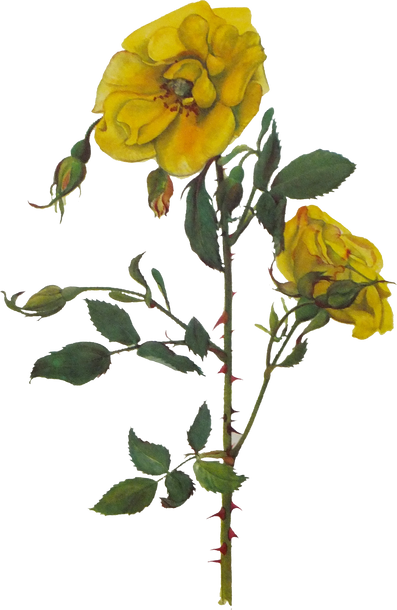 Yellow Flowers Illustration